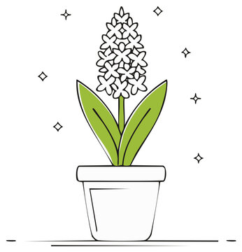 Potted Hyacinth Line Art Illustration White Flowers Green Leaves Growing Indoors Springtime Home Decor Floral Design