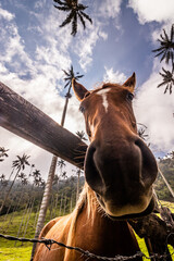 Horse at a pasture under wax palms in Cocora valley, Colombia © Matyas Rehak