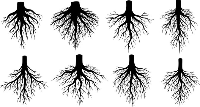 Tree roots silhouettes isolated on white, vector set of taproot and fibrous root systems of various plants, realistic black roots illustrations
