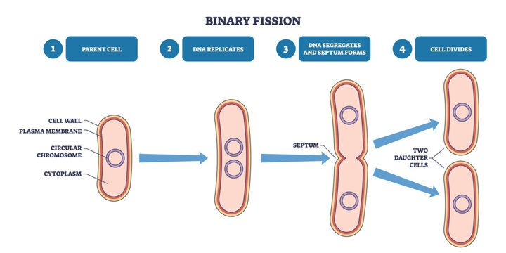 Binary fission outline shows bacterial cell division, parent cell replicates DNA, septum forms, two daughter cells emerge, main objects, chromosome, septum, cells. Outline diagram