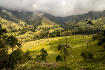 Fototapeta premium Wax palm landscape in Cocora valley, Colombia