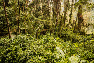 Fototapeta premium Lush forest in Cocora valley, Colombia