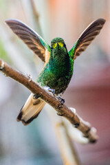 Obraz premium Hummingbird in Cocora valley, Colombia