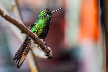 Obraz premium Hummingbird in Cocora valley, Colombia