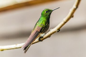 Obraz premium Hummingbird in Cocora valley, Colombia