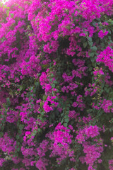 Obraz premium Bougainvillea purple pink flowers at the gate of a house along the roadside with summer