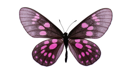 Purple spotted Butterfly with Dark Wings and Delicate Antennae © Maelle