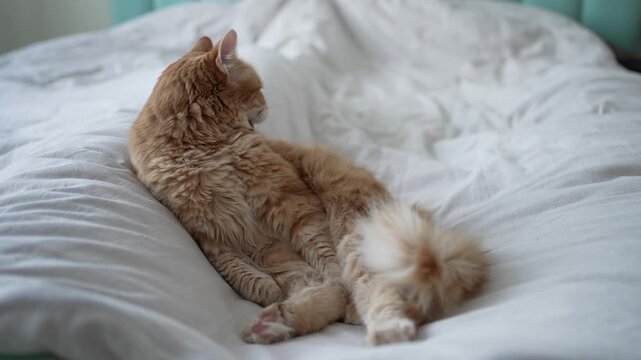 Fluffy ginger cat meticulously grooming its fur while resting on a rumpled white duvet in a sunlit bedroom, showcasing typical feline hygiene habits and an everyday moment of domestic life
