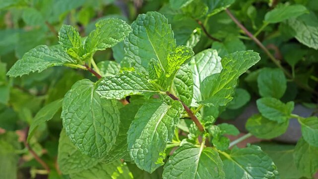 Peppermint leaf texture in garden.