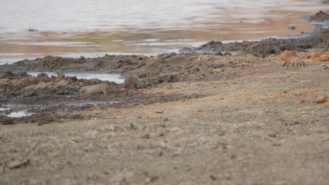 Banded mongooses (Mungos mungo) take turns at a muddy watering hole in Kruger National Park &mdash; one drinks, one departs, and two more arrive. Slow motion wildlife footage, dry season.