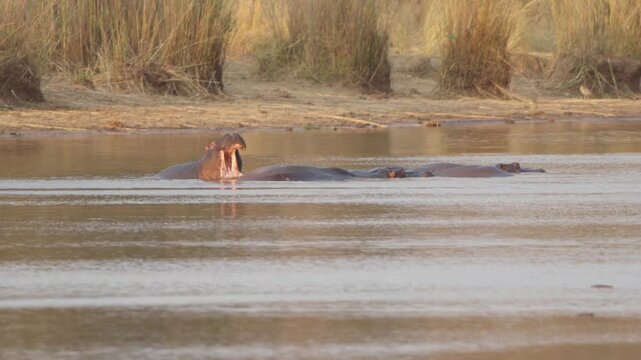A hippopotamus (Hippopotamus amphibius) yawns widely in a river while another wallows nearby in Kruger National Park, South Africa. Slow motion wildlife footage, warm light.