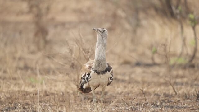 A kori bustard (Ardeotis kori) looks left with feathers rustling in the wind before walking towards camera in Kruger National Park, South Africa. Slow motion close-up wildlife footage.