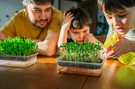 Father and sons watering fresh microgreen indoors