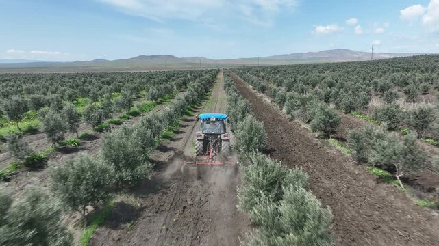 Dynamic drone footage of agricultural work in an industrial olive orchard. A blue tractor is shown tilling the dark earth between perfectly aligned rows of olive saplings under a bright, cloudy sky