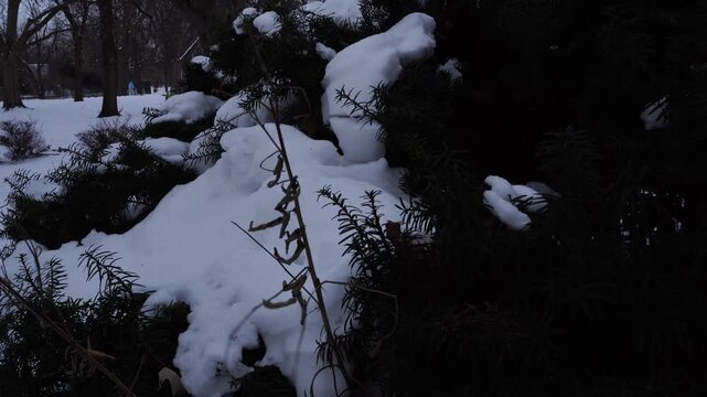 Low-angle shot of a dark evergreen bush heavily laden with fresh white snow during twilight. Deep shadows contrast with bright snow patches in a cold, wintry outdoor setting.
