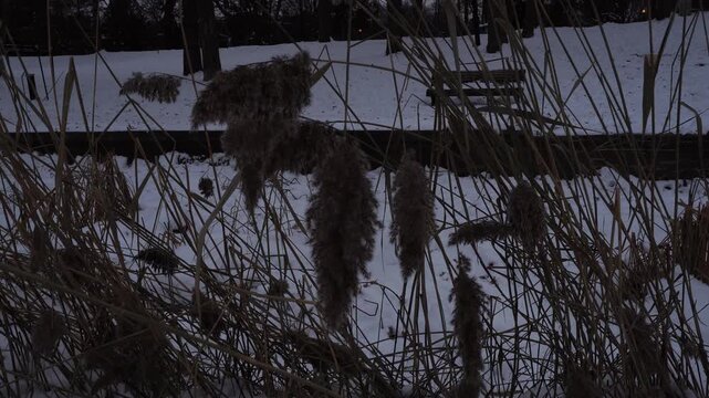 Twilight view of tall, dried phragmites reeds in a snow-covered park. Background features a wooden bench, trees, and dark silhouettes under a dim evening sky.