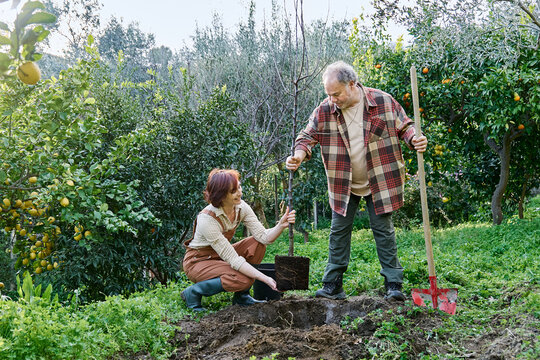 Couple gardening together planting young tree in garden outdoors