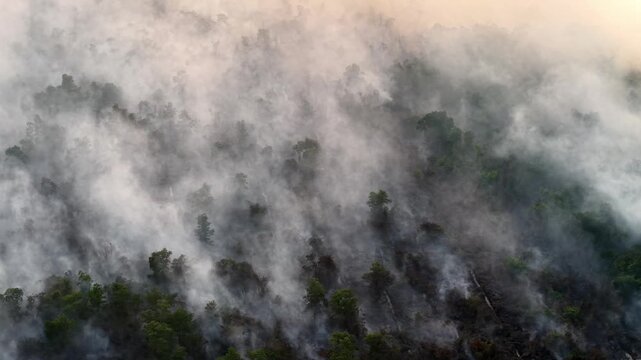 Mist rolls over dense forest canopy