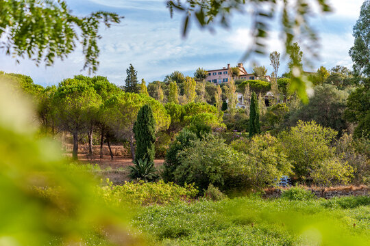 Sunny jasmine field and rural villa on a hill in Grasse France