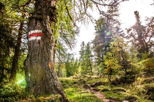 Red and white trail marker on a tree trunk in an Austrian forest