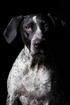 Dramatic studio portrait of a German shorthaired pointer dog
