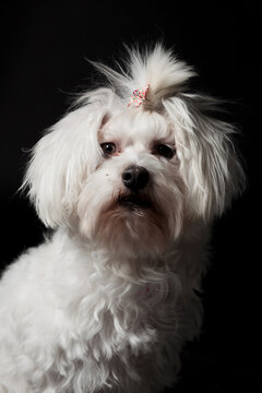 Studio portrait of a cute white Maltese dog on black background