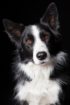 Studio portrait of a Border Collie on black background