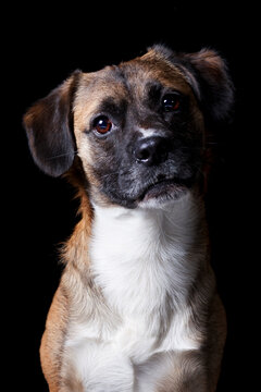 Portrait of a mixed breed dog looking at camera on black background