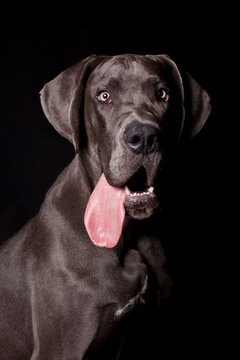 Portrait of a Great Dane with tongue out on black background