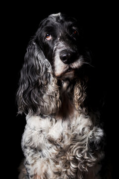 Portrait of a cute cocker spaniel dog on black background
