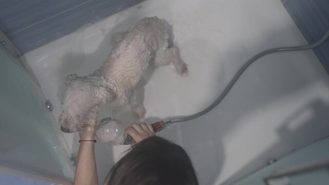 Person washing a white poodle dog in a bathtub