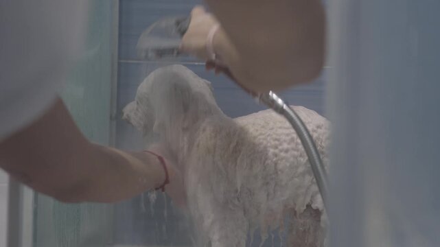 Home groomer rinsing white poodle in shower