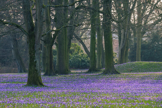 Spring crocus blooming in Husum castle park North Frisia