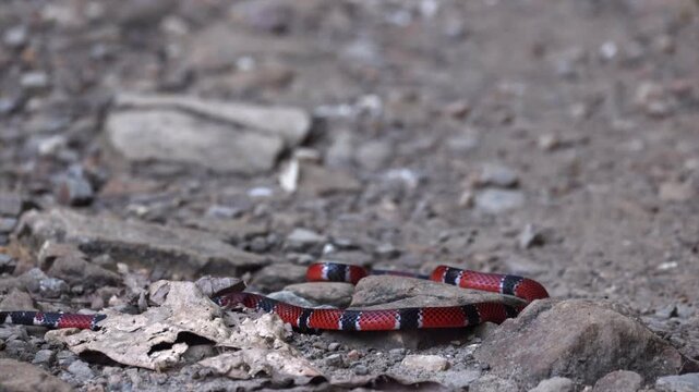 Wild rare poisonous dangerous Bolivian Coralsnake in tropical South American rainforest jungle
