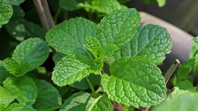 Peppermint leaf texture in garden.
