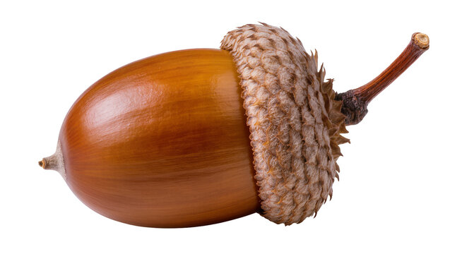 Brown smooth acorn with textured cap and slender stem