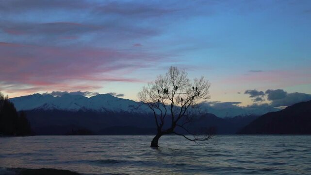 Famous Wanaka willow tree located at the southern end of Lake Wānaka  Otago region of New Zealand winter sunset golden hour nature landscape That Wānaka Tree birds perched on branches windy water
