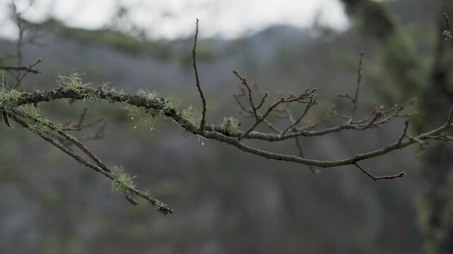 Beard lichen genus Usnea growing on tree branches up-close spring nature
