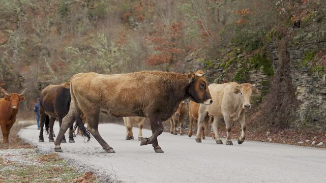 Herd of cattle Heck cow breed on a village road in Greece countryside domestic animal