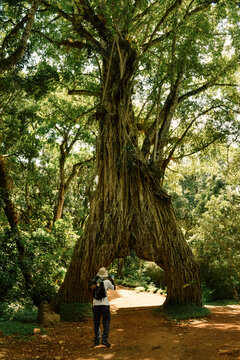 Rear view of Hiker Taking photos of the Massive Fig Tree Arch at Mount Meru in Arusha National Park, Tanzania 
