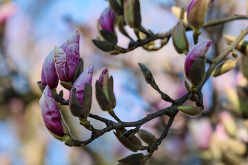 Delicate pink magnolia buds unfurling on a branch in soft spring light © Діма Осташук