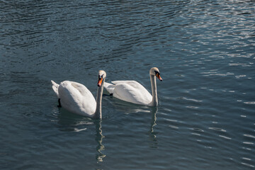 Fototapeta premium Two elegant swans glide side by side across a tranquil blue lake in summer sunny light.