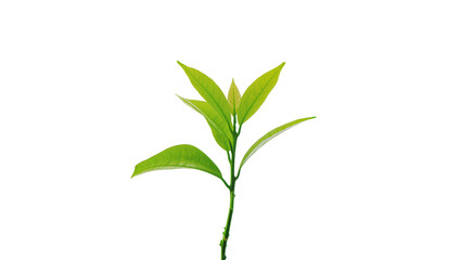 Vibrant green young tea plant with delicate leaves and stem © Aino