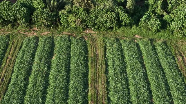 Top-down aerial footage showing planted crop rows and access tracks in Kubang Semang plantation.