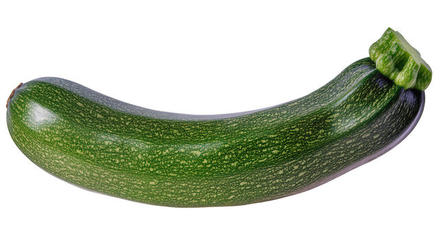 Long dark green zucchini vegetable with stem and textured skin
