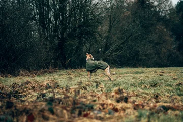 Fototapeten Fallen Elegant Whippet Dog in Green Coat Walking Through Moody Woodland Forest Path – Atmospheric Autumn Nature Scene, Shallow Depth of Field, Cinematic Pet Portrait Photography  © miketea88