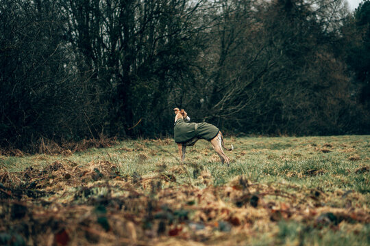 Elegant Whippet Dog in Green Coat Walking Through Moody Woodland Forest Path &ndash; Atmospheric Autumn Nature Scene, Shallow Depth of Field, Cinematic Pet Portrait Photography