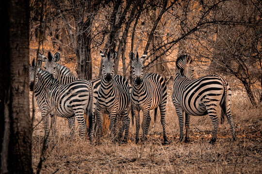 Group of zebras standing in forest looking at camera Zambia