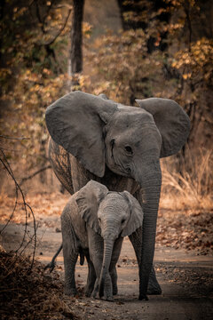 African elephant mother with calf walking on path Zambia