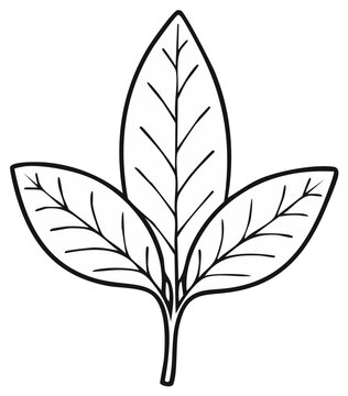 Stylized Illustration of Simple Leaf Grouping with Veins - Nature Design Elements